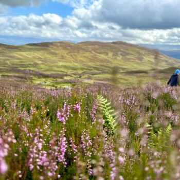 Wildflowers and stunning scenery Wildflowers and stunning scenery