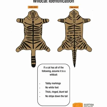 Wildcat Identification