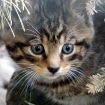 Scottish Wildcat Kitten