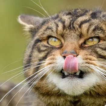 The Scottish Wildcat is fierce