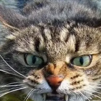 The Scottish Wildcat is tough