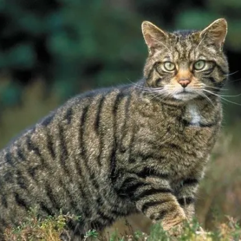 The Scottish Wildcat. Proud and independent
